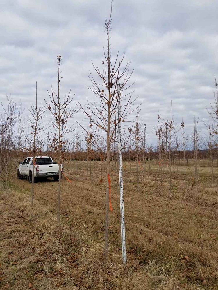 acer-saccharum-legacy-sugar-maple