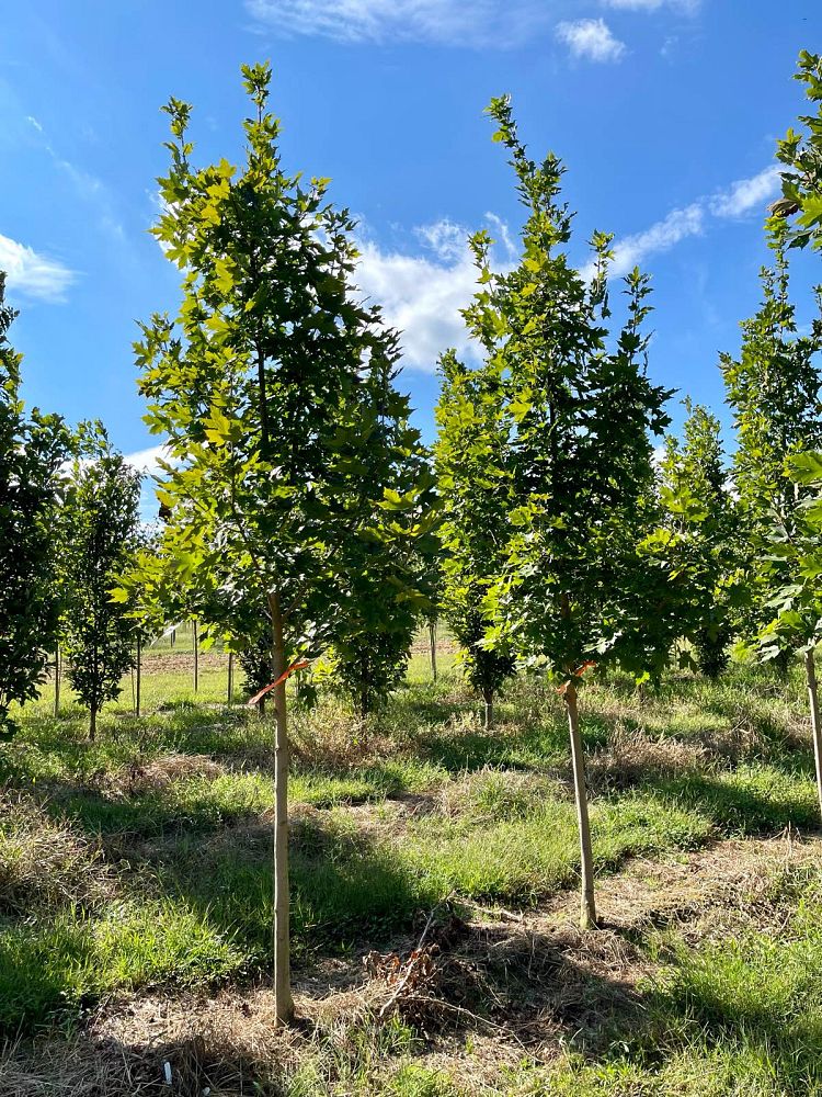 acer-saccharum-legacy-sugar-maple