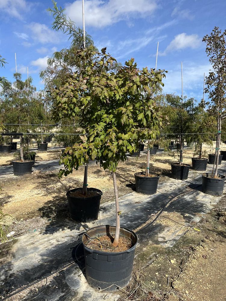 acer-saccharum-skutchii-mexican-sugar-maple
