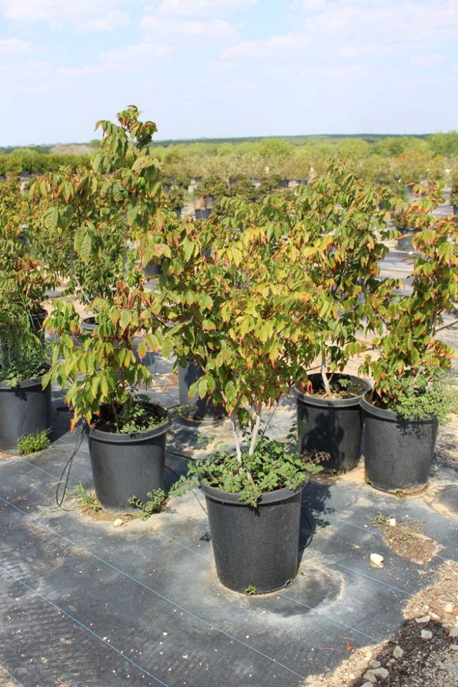 acer-saccharum-skutchii-mexican-sugar-maple