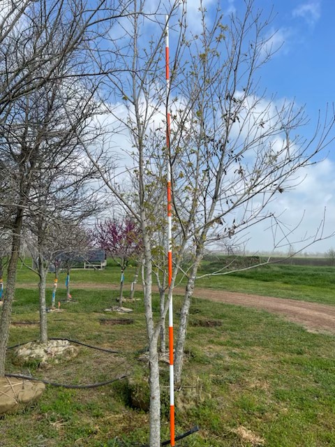 acer-saccharum-skutchii-mexican-sugar-maple