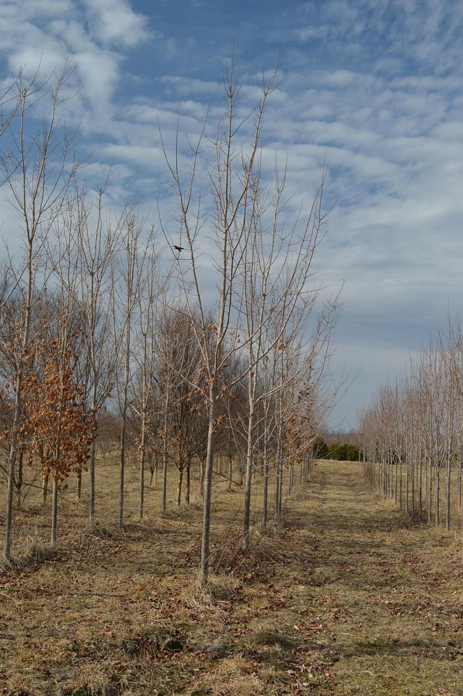 acer-saccharum-sugar-maple