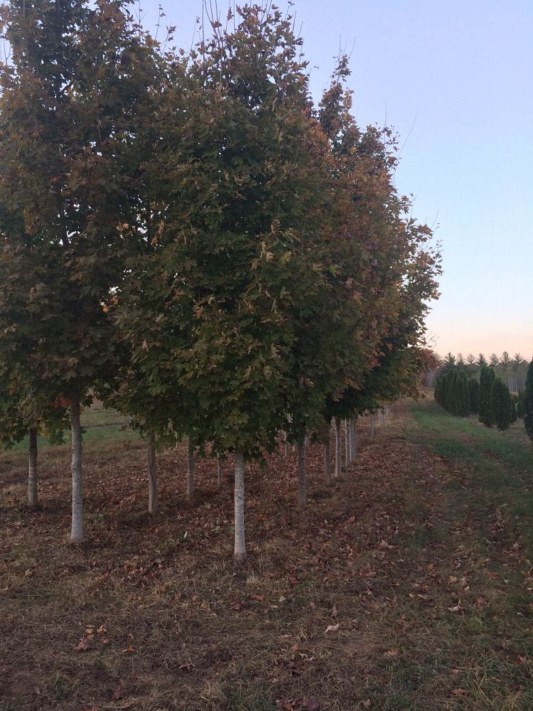 acer-saccharum-sugar-maple
