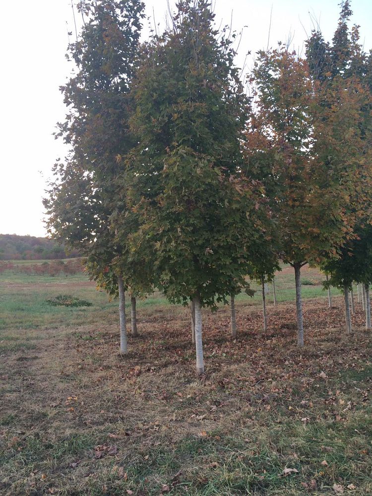 acer-saccharum-sugar-maple