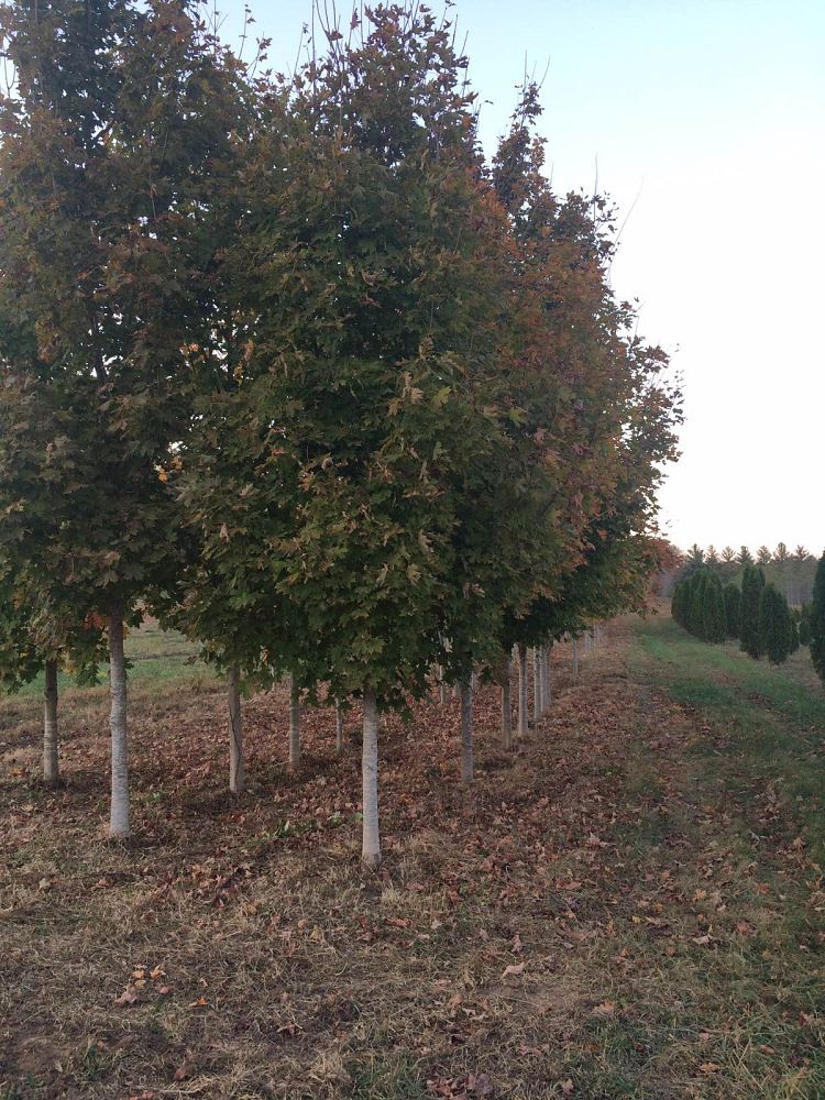 acer-saccharum-sugar-maple