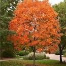 acer-saccharum-sugar-maple