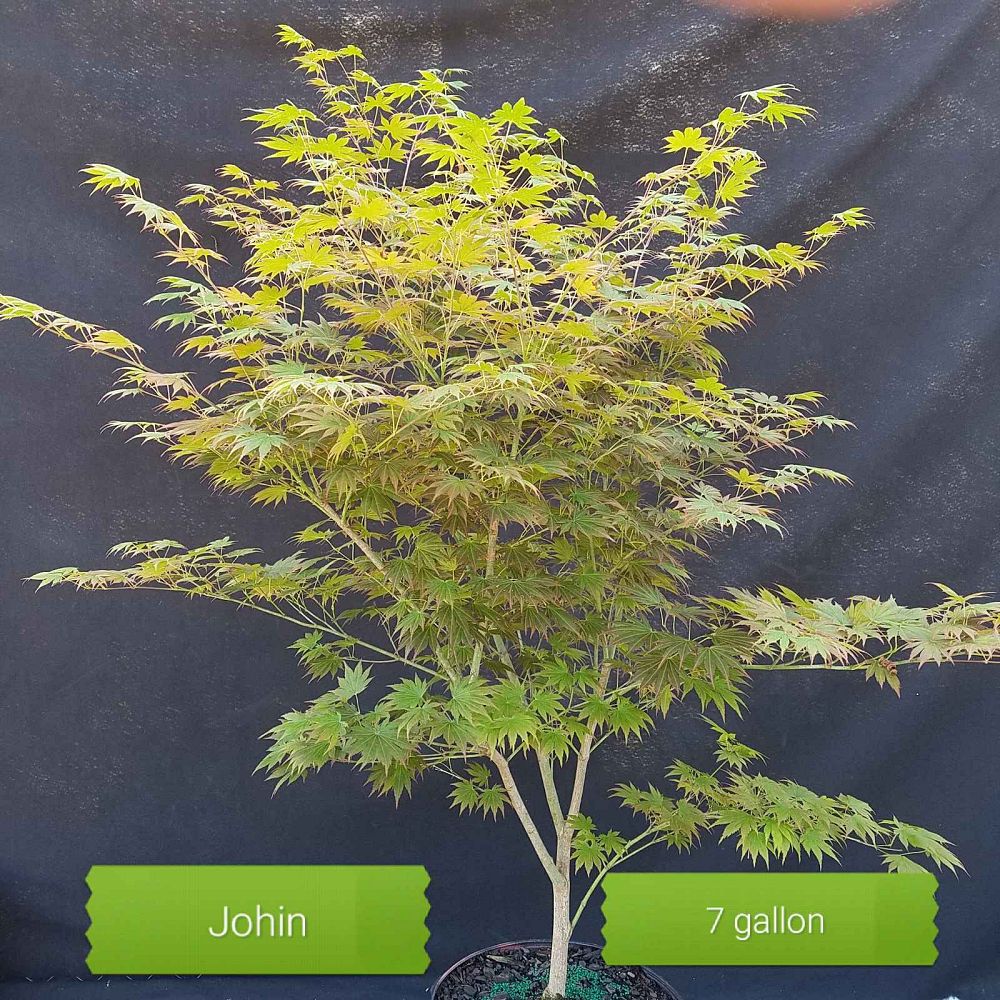 acer-shirasawanum-johin-fullmoon-maple