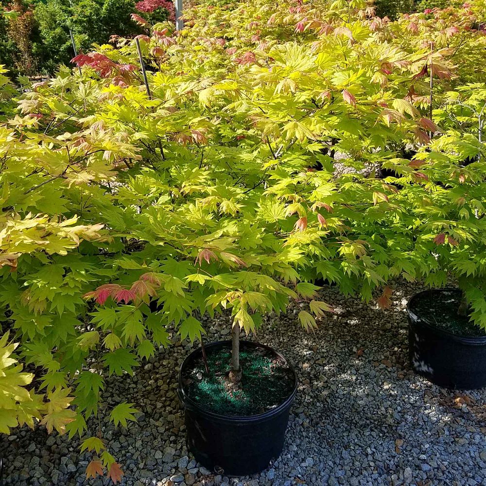 acer-shirasawanum-munn-001-fullmoon-maple-moonrise