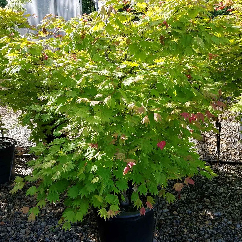 acer-shirasawanum-munn-001-fullmoon-maple-moonrise