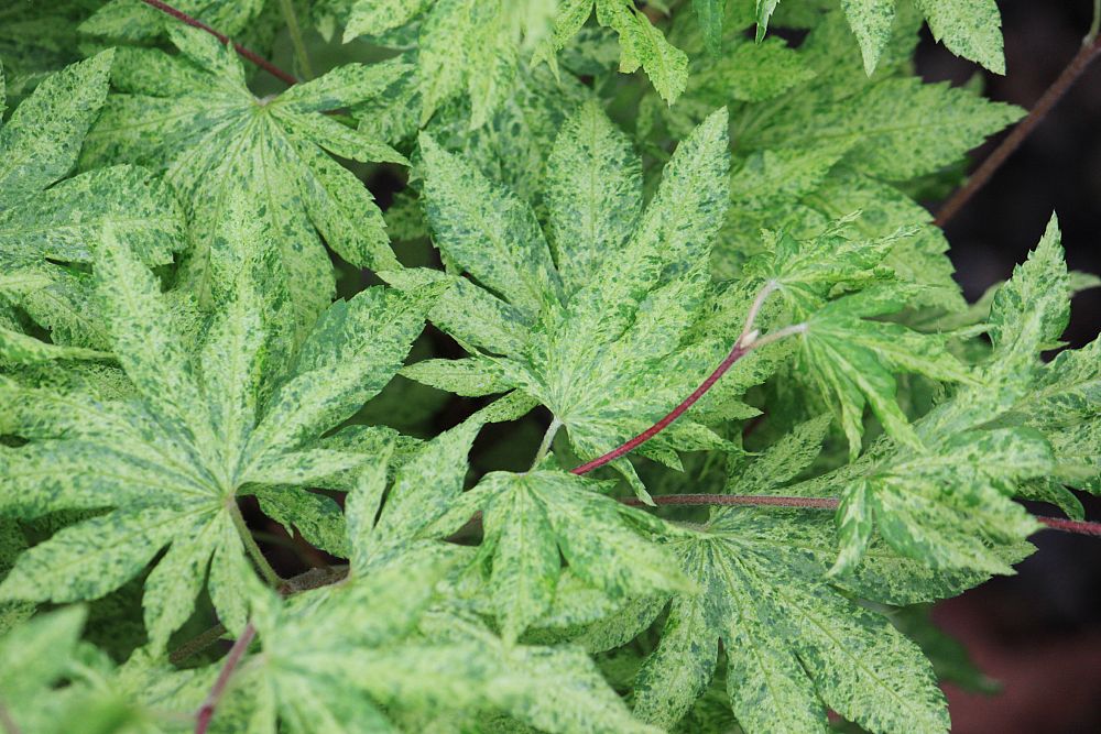 acer-sieboldianum-kumoi-nishiki-variegated-siebold-maple