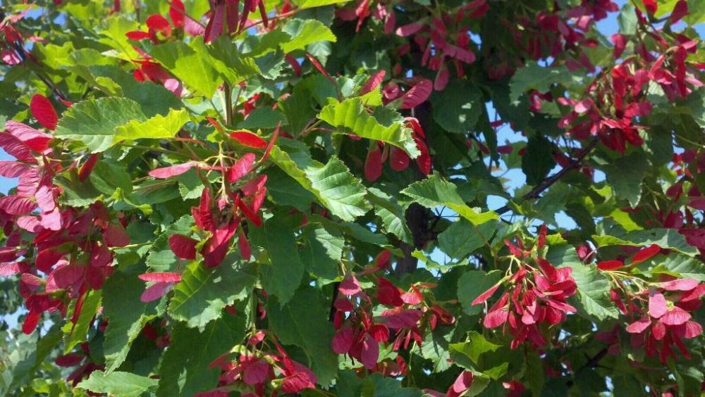 acer-tataricum-garann-tatarian-maple-hotwings