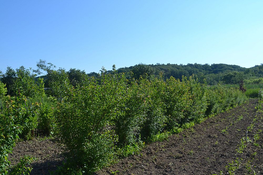 acer-tataricum-garann-tatarian-maple-hotwings