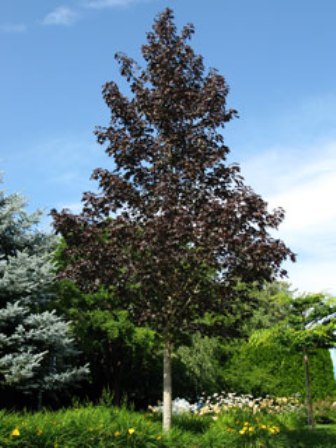 acer-truncatum-crimson-sunset-norwegian-sunset-maple