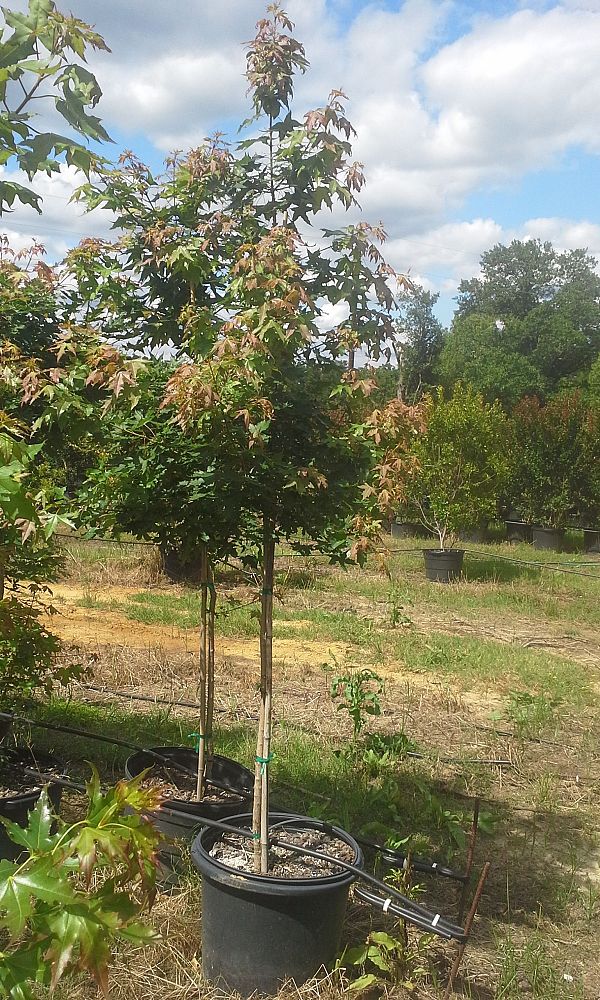 acer-truncatum-shantung-maple-purpleblow-maple