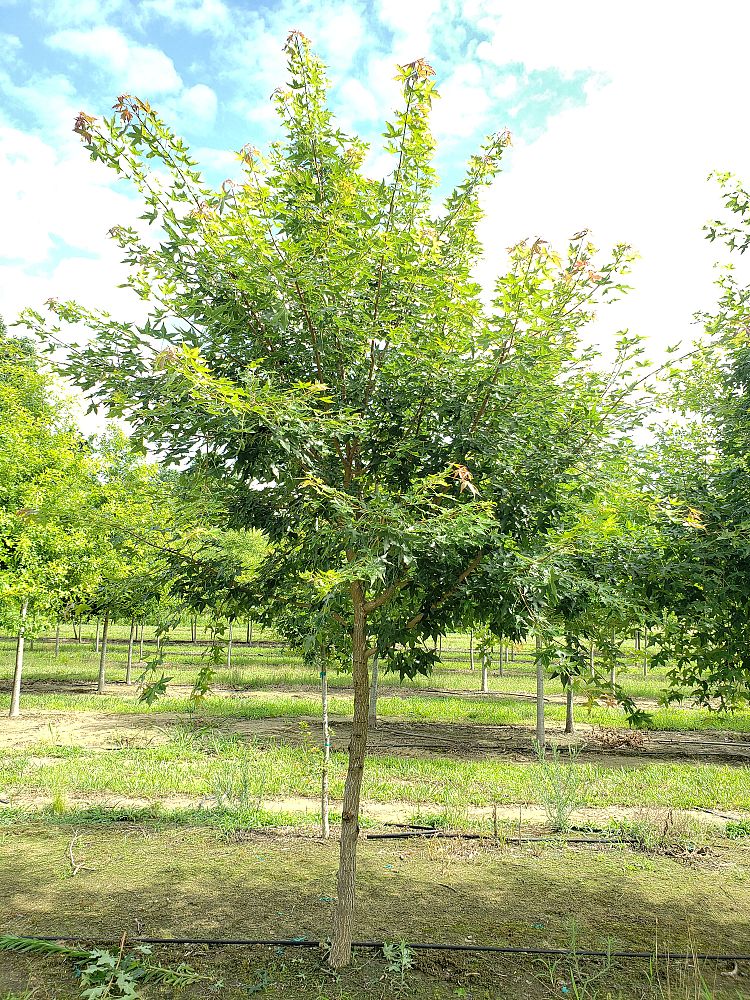 acer-truncatum-shantung-maple-purpleblow-maple