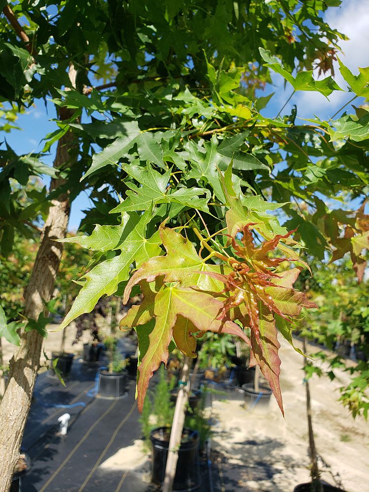 acer-truncatum-shantung-maple-purpleblow-maple