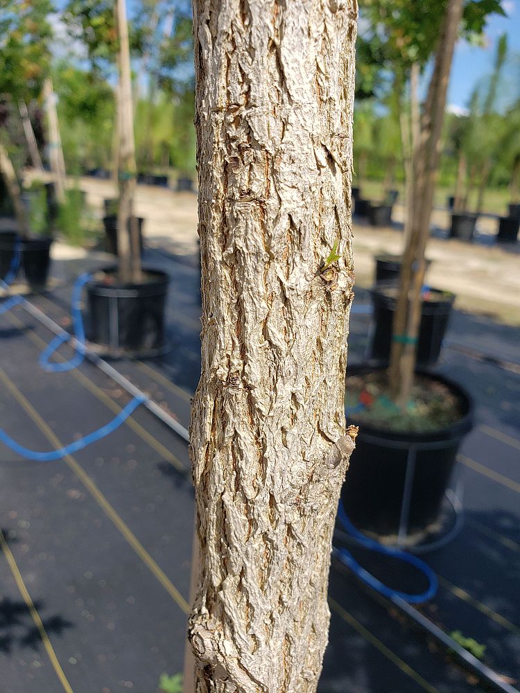 acer-truncatum-shantung-maple-purpleblow-maple