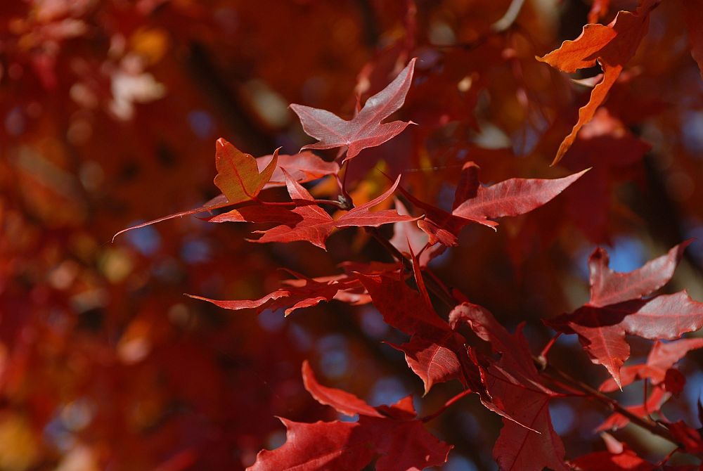 acer-truncatum-wf-at1-shantung-maple-main-street-purpleblow-maple