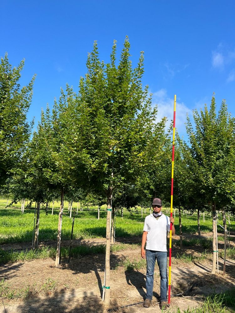 acer-truncatum-wf-at1-shantung-maple-main-street-purpleblow-maple
