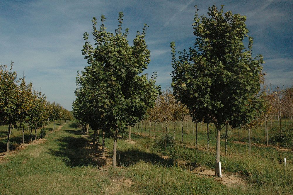 acer-truncatum-x-a-platanoides-keithsform-norwegian-sunset-reg-maple