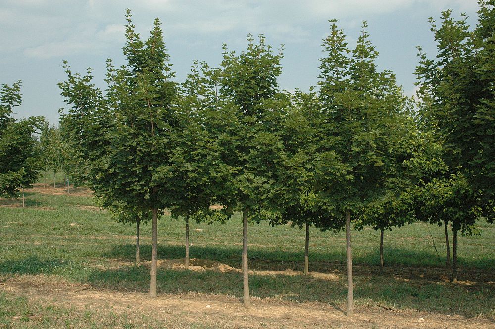acer-truncatum-x-a-platanoides-keithsform-norwegian-sunset-reg-maple