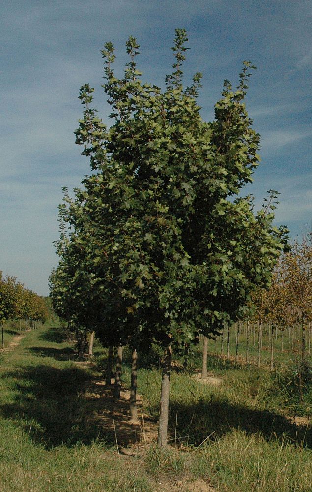 acer-truncatum-x-a-platanoides-keithsform-norwegian-sunset-reg-maple