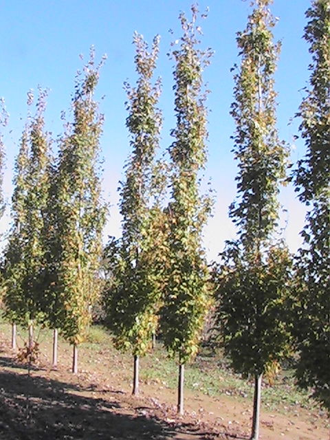 acer-x-freemanii-armstrong-freeman-red-maple