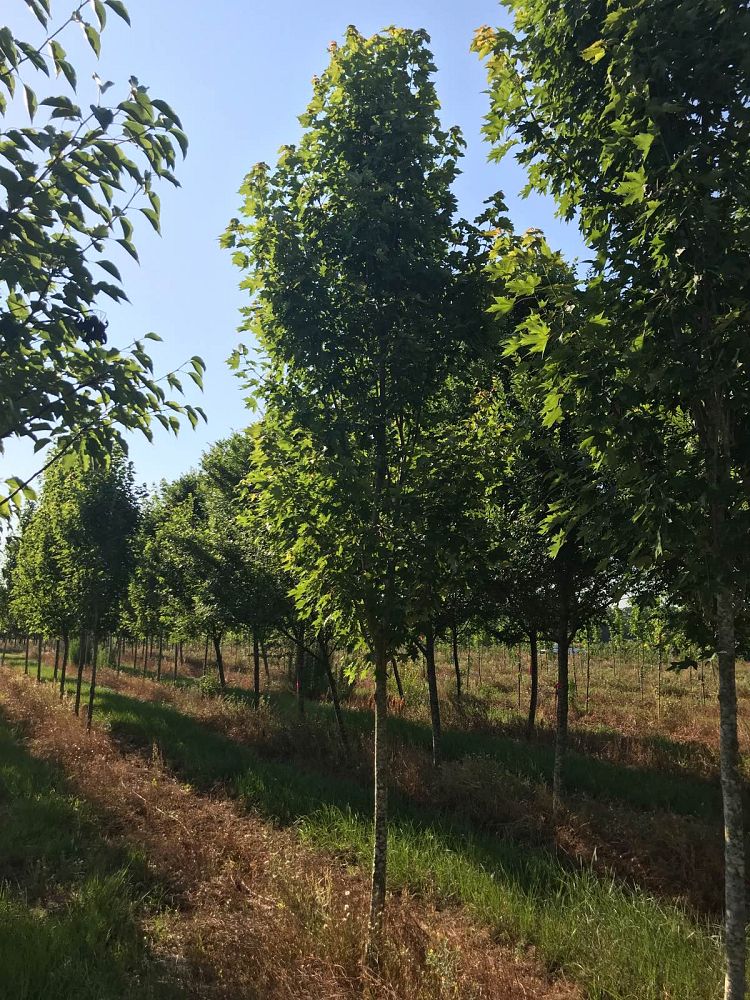 acer-x-freemanii-armstrong-freeman-red-maple