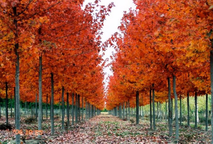 acer-x-freemanii-autumn-fantasy-freeman-red-maple