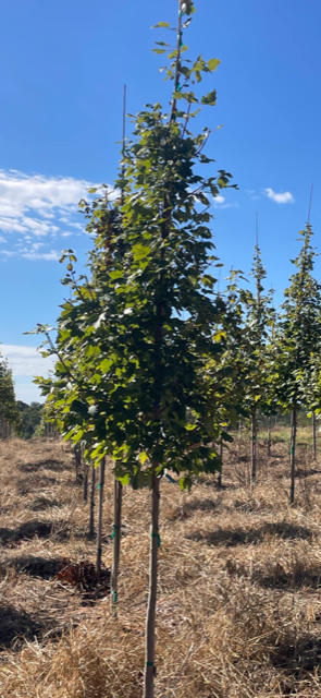 acer-x-freemanii-celzam-hybrid-red-maple-freeman-s-maple
