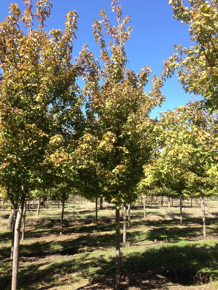 acer-x-freemanii-jeffersred-freeman-red-maple-autumn-blaze