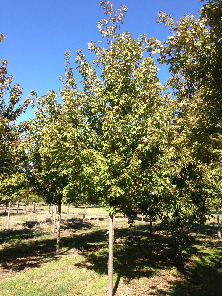 acer-x-freemanii-jeffersred-freeman-red-maple-autumn-blaze