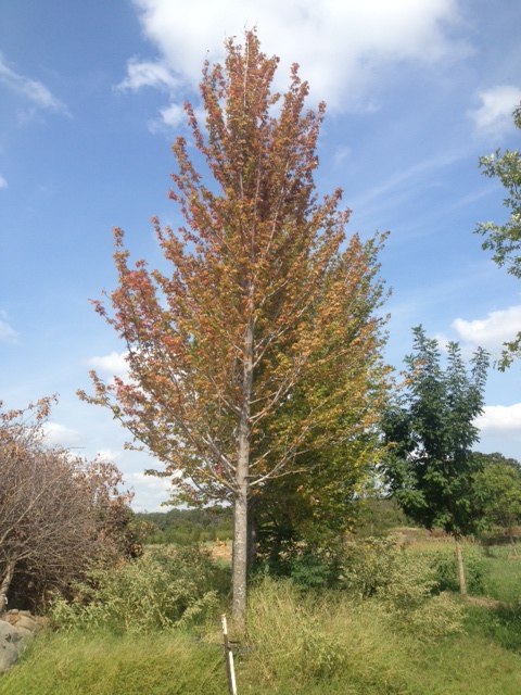 acer-x-freemanii-jeffersred-freeman-red-maple-autumn-blaze