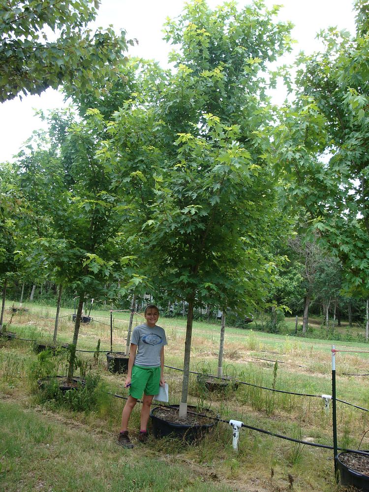 acer-x-freemanii-jeffersred-freeman-red-maple-autumn-blaze