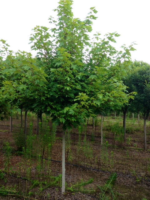 acer-x-freemanii-jeffersred-freeman-red-maple-autumn-blaze