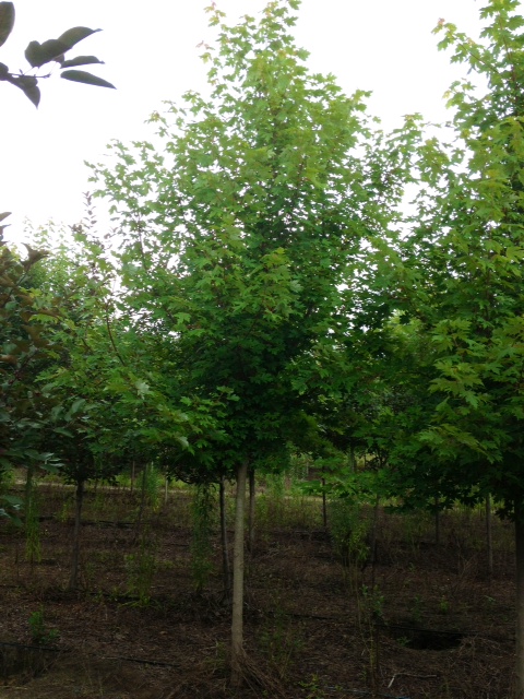 acer-x-freemanii-jeffersred-freeman-red-maple-autumn-blaze
