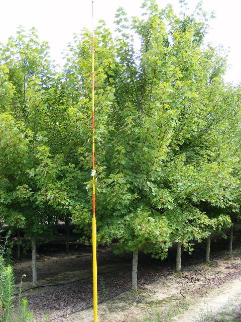 acer-x-freemanii-jeffersred-freeman-red-maple-autumn-blaze