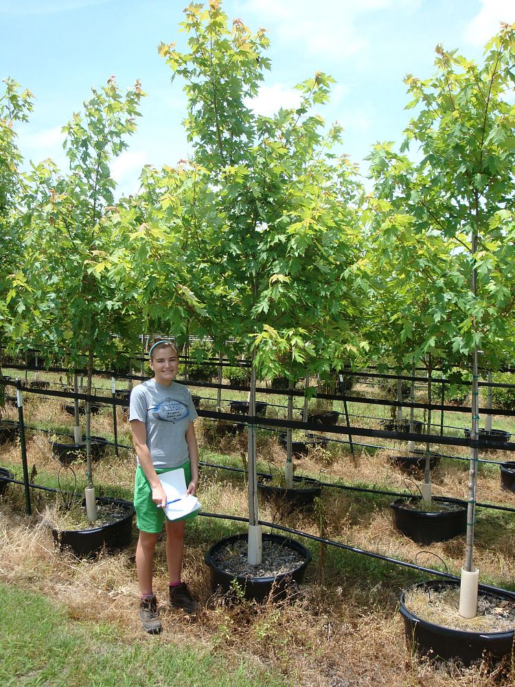 acer-x-freemanii-jeffersred-freeman-red-maple-autumn-blaze