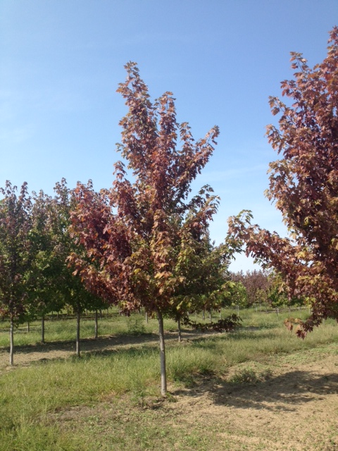 acer-x-freemanii-jeffersred-freeman-red-maple-autumn-blaze