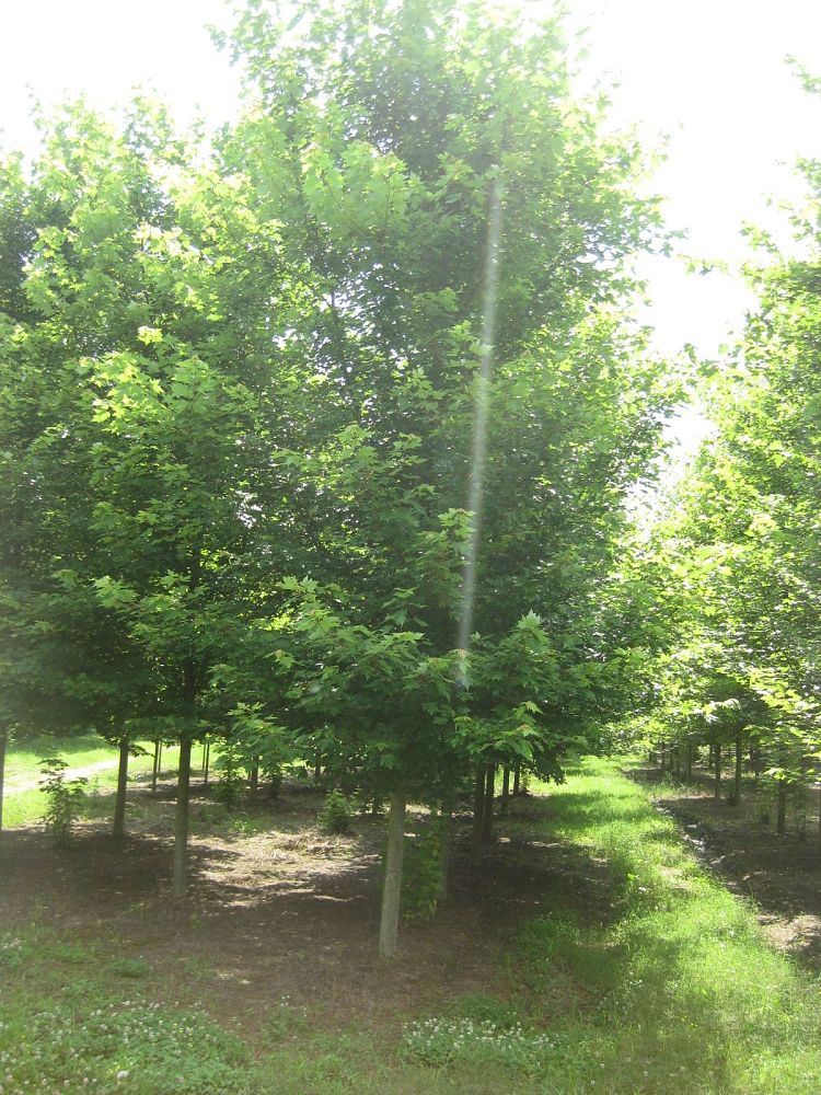 acer-x-freemanii-jeffersred-freeman-red-maple-autumn-blaze