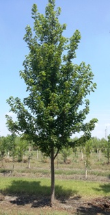 acer-x-freemanii-jeffersred-freeman-red-maple-autumn-blaze