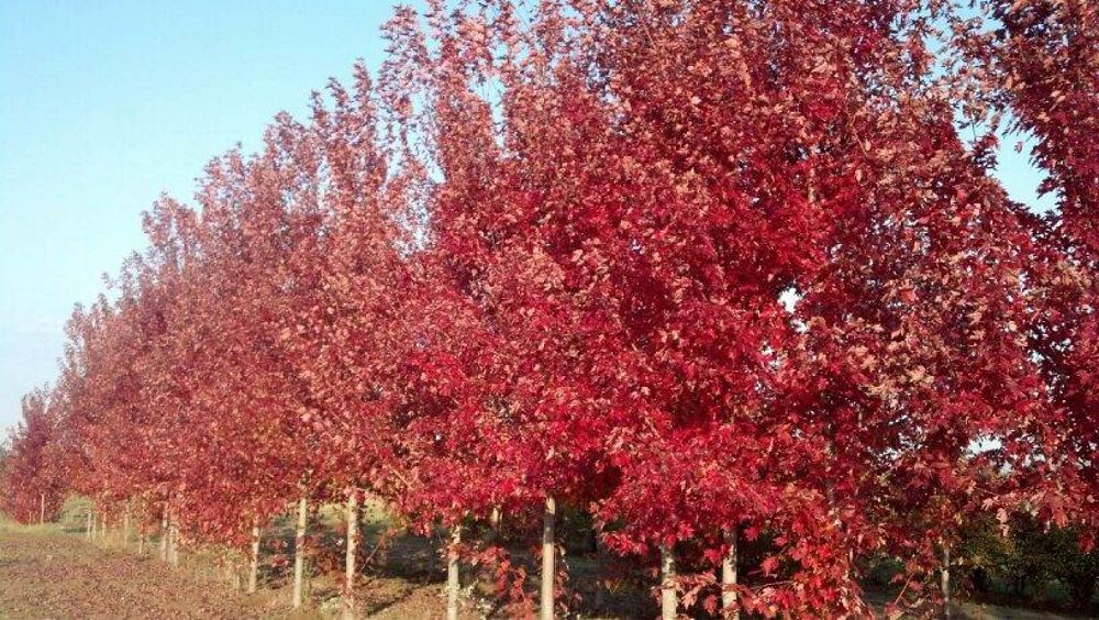 acer-x-freemanii-jeffersred-freeman-red-maple-autumn-blaze