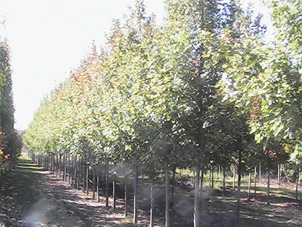 acer-x-freemanii-jeffersred-freeman-red-maple-autumn-blaze