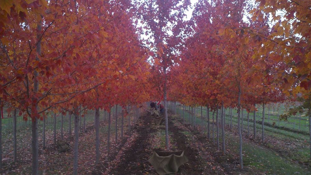 acer-x-freemanii-jeffersred-freeman-red-maple-autumn-blaze