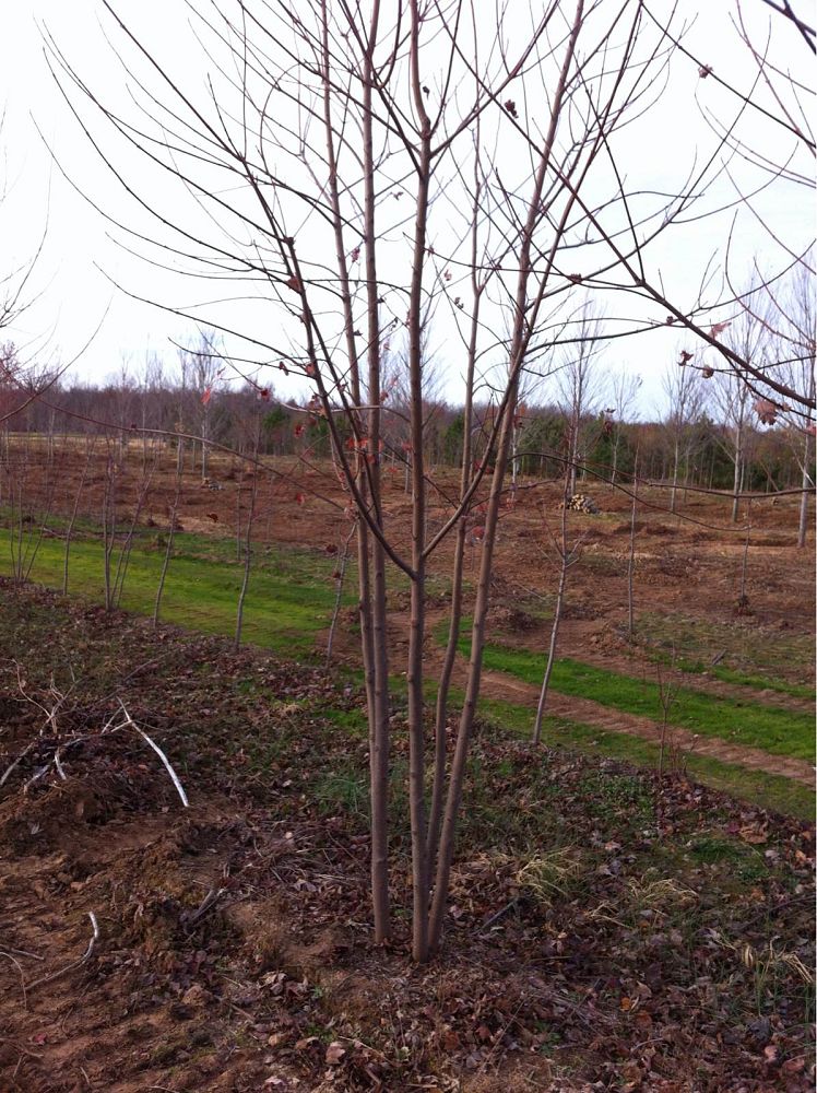 acer-x-freemanii-jeffersred-freeman-red-maple-autumn-blaze