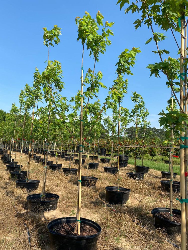 acer-x-freemanii-jeffersred-freeman-red-maple-autumn-blaze