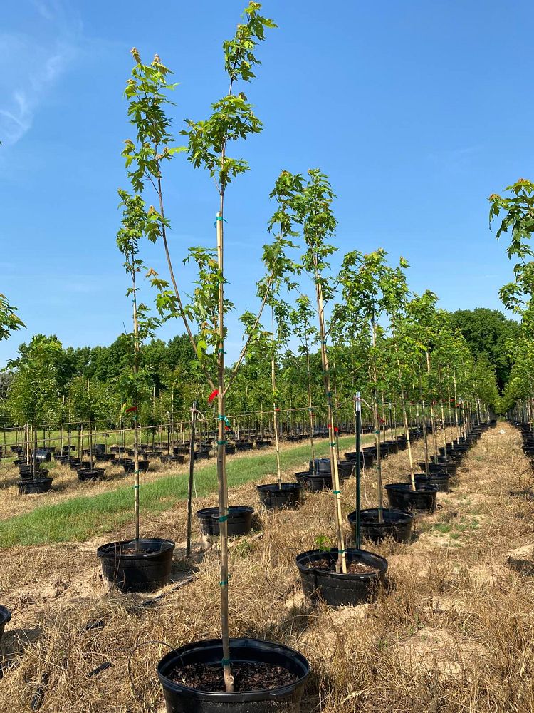 acer-x-freemanii-jeffersred-freeman-red-maple-autumn-blaze
