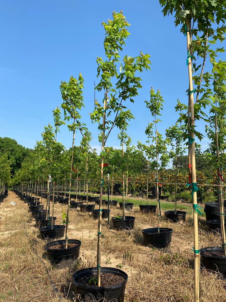 acer-x-freemanii-jeffersred-freeman-red-maple-autumn-blaze