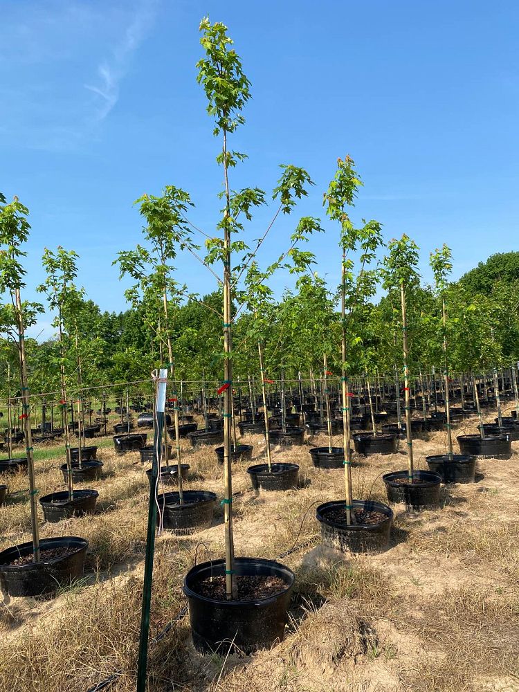 acer-x-freemanii-jeffersred-freeman-red-maple-autumn-blaze
