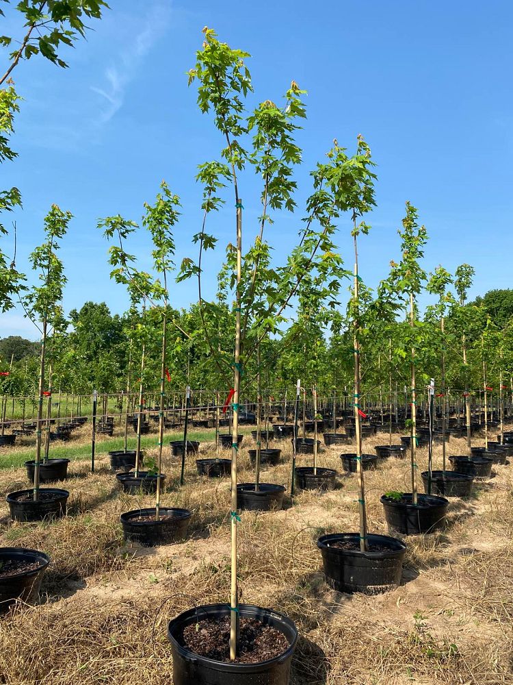 acer-x-freemanii-jeffersred-freeman-red-maple-autumn-blaze